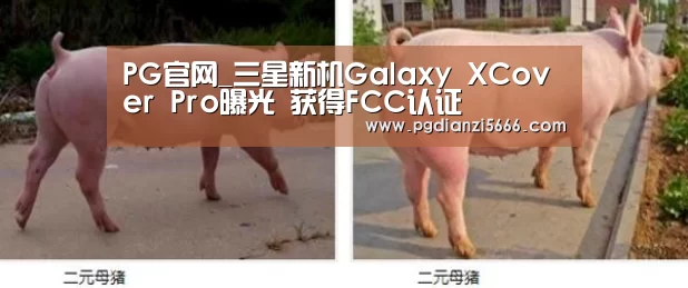 PG麻将官方入口