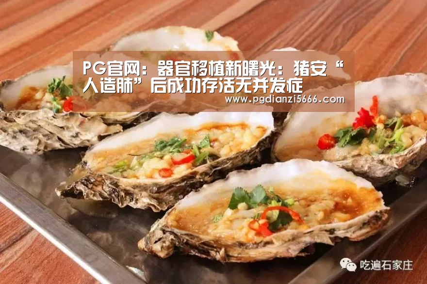 PG官网:器官移植新曙光:猪安“人造肺”后成功存活无并发症(图1) PG官网